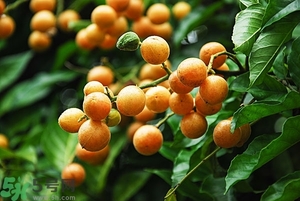 孕婦能吃黃皮果嗎？孕婦吃黃皮果好嗎？