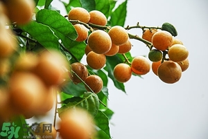 孕婦能吃黃皮果嗎？孕婦吃黃皮果好嗎？