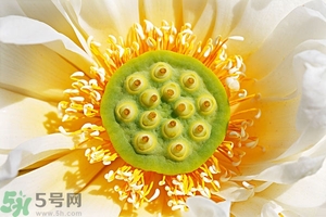 蓮蓬可以多吃嗎？蓮子吃多了會怎樣？