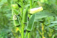 秋葵花可以吃嗎？秋葵花的做法
