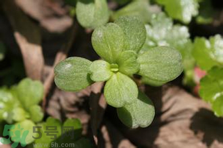 馬齒莧是不是發(fā)物？馬齒莧是發(fā)物嗎？