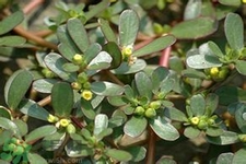 馬齒莧是不是發(fā)物？馬齒莧是發(fā)物嗎？