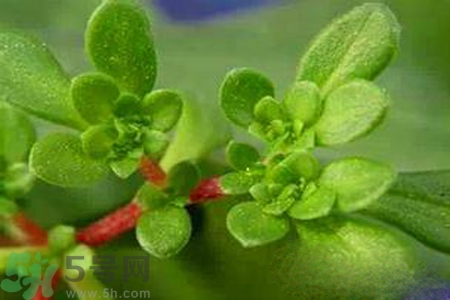 馬齒莧是不是發(fā)物？馬齒莧是發(fā)物嗎？