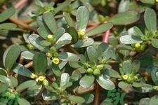 馬齒莧是酸性還是堿性？馬齒莧是堿性嗎？