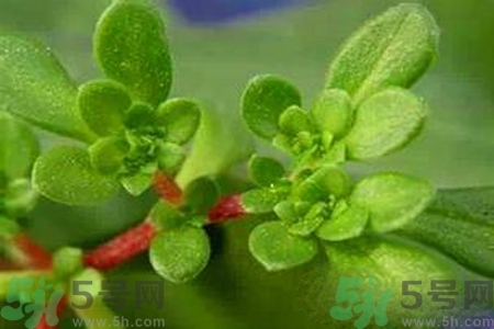 馬齒莧是酸性還是堿性？馬齒莧是堿性嗎？