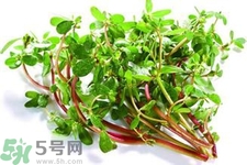 馬齒莧能治療扁平疣嗎？馬齒莧怎么治療扁平疣？