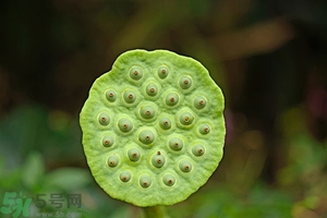蓮蓬可以多吃嗎？蓮子吃多了會怎樣？