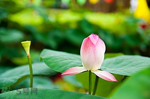 蓮蓬可以多吃嗎？蓮子吃多了會怎樣？