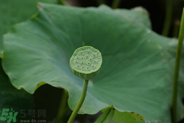 蓮子芯泡茶有什么功效？蓮子心的功效與作用