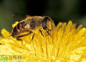蜂蜜放久了有酒味是怎么回事？蜂蜜有酒味還能喝嗎？