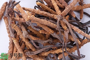 冬蟲(chóng)夏草是怎么形成的？冬蟲(chóng)夏草是蟲(chóng)子嗎？