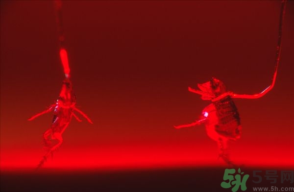 家里有跳蚤怎么快速去除？屋里有跳蚤怎么消滅掉？