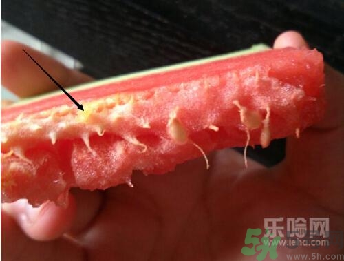 如何辨別催熟的西瓜？催熟的西瓜是什么樣的？