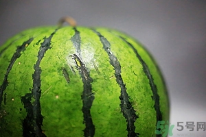 如何辨別催熟的西瓜？催熟的西瓜是什么樣的？
