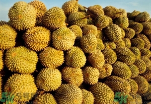 榴蓮能放冰箱嗎？榴蓮放在冰箱能保存幾天？