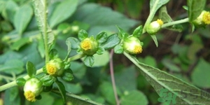 鹿活草真的有嗎？鹿活草貴嗎鹿活草哪里有？