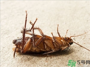 家里有蟑螂怎么辦能除根嗎？家里有蟑螂怎樣能徹底消滅？