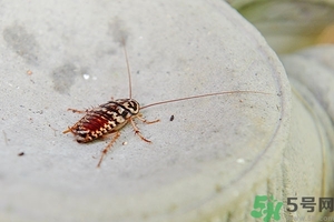 家里有蟑螂怎么辦能除根嗎？家里有蟑螂怎樣能徹底消滅？