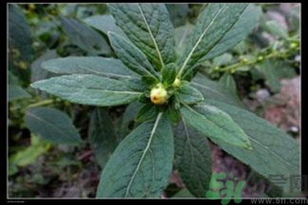 鹿活草多少錢？鹿活草有什么用？
