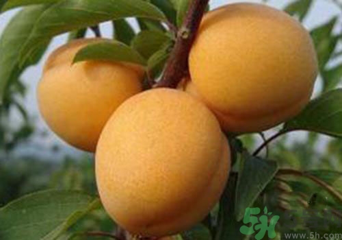 杏子上有黑點(diǎn)是怎么回事？杏子上有斑點(diǎn)可以吃嗎？