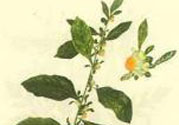 鹿活草多少錢？鹿活草有什么用？