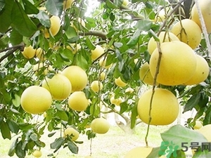 柚子的瓤是紅色正常嗎？柚子里面是紅色的能吃嗎？