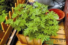 驅(qū)蚊草可以驅(qū)蚊嗎？驅(qū)蚊草有用嗎？