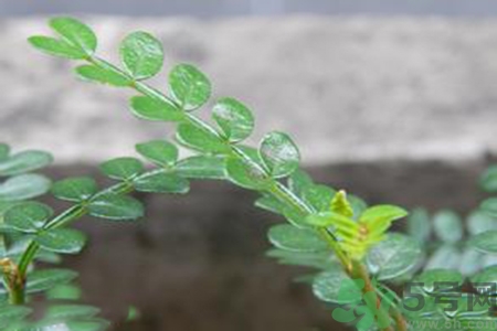 驅(qū)蚊草可以驅(qū)蚊嗎？驅(qū)蚊草有用嗎？