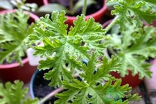 驅(qū)蚊草孕婦可以聞嗎？驅(qū)蚊草對孕婦有害嗎？