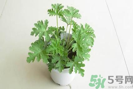 驅蚊草孕婦可以聞嗎？驅蚊草對孕婦有害嗎？