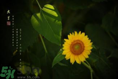 大暑吃什么水果？大暑吃什么水果養(yǎng)生？
