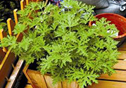 驅(qū)蚊草孕婦可以聞嗎？驅(qū)蚊草對孕婦有害嗎？