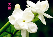 大暑是入伏嗎？大暑是最熱的時候嗎？
