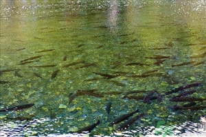 洪水里的魚能吃嗎？洪水里的魚可不可以吃？