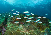 洪水里的魚(yú)能吃嗎？洪水里的魚(yú)可不可以吃？