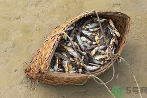 洪水里的魚能吃嗎？洪水里的魚可不可以吃？