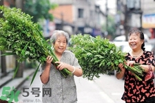 夏天可以用艾草驅(qū)蚊嗎？夏天可不可以用艾草驅(qū)蚊？