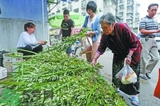 夏天可以用艾草驅(qū)蚊嗎？夏天可不可以用艾草驅(qū)蚊？