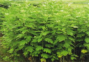 夏天可以用艾草驅(qū)蚊嗎？夏天可不可以用艾草驅(qū)蚊？