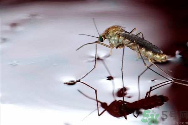 蚊子叮的癢怎么辦？蚊子叮的大包怎么辦？
