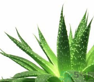 蘆薈膠會堵塞毛孔嗎？蘆薈膠應(yīng)該怎么用？