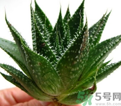 蘆薈膠會堵塞毛孔嗎？蘆薈膠應(yīng)該怎么用？
