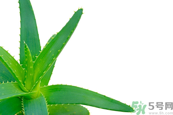蘆薈能去斑嗎？蘆薈膠會使皮膚變黑嗎？