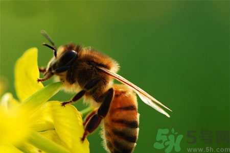 被蜜蜂蟄了怎么辦？被蜜蜂蟄了如何處理？