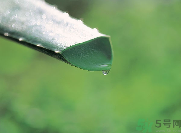 蘆薈能治痱子嗎？長痱子用什么藥？