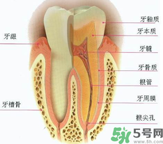 牙齒根管治療多少錢？根管治療一顆要多少錢？