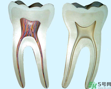 牙齒根管治療多少錢？根管治療一顆要多少錢？
