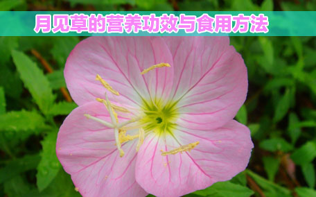 月見(jiàn)草