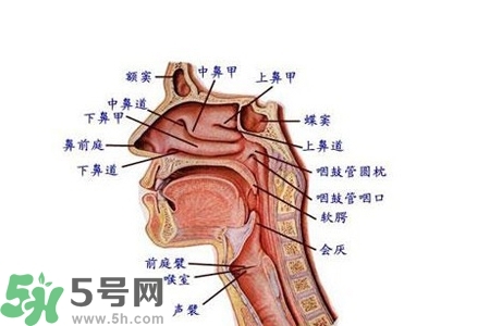 慢性咽炎的發(fā)病因素？慢性咽炎的并發(fā)癥有哪些？