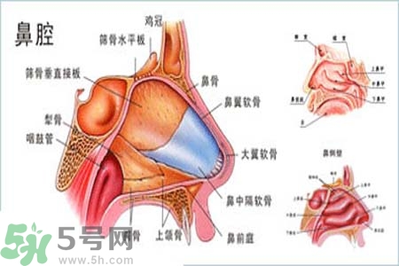 鼻竇炎的護理措施？鼻竇炎的飲食護理？
